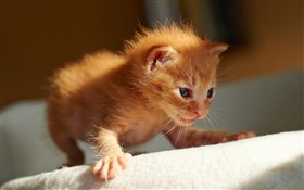 可愛的小小貓，第一步 高清桌布