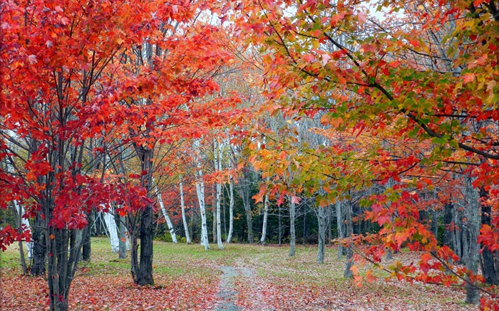 森林，樹木，紅葉，秋天，路徑 桌布 圖片