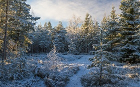 森林，樹木，雪，冬天