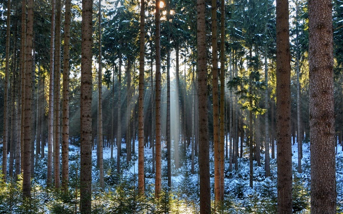 森林，樹木，冬天，雪，太陽光線 桌布 圖片