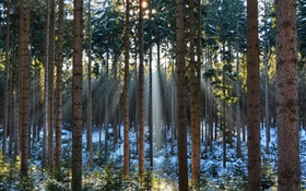 森林，樹木，冬天，雪，太陽光線