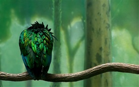 綠色羽毛的鳥後視 高清桌布