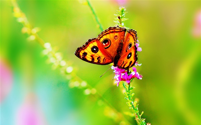 昆蟲特寫，蝴蝶，花，夏天 桌布 圖片