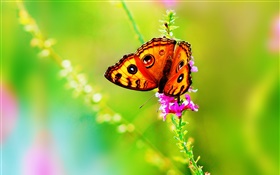昆蟲特寫，蝴蝶，花，夏天 高清桌布