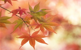 楓葉，秋天，樹枝，眩光 高清桌布