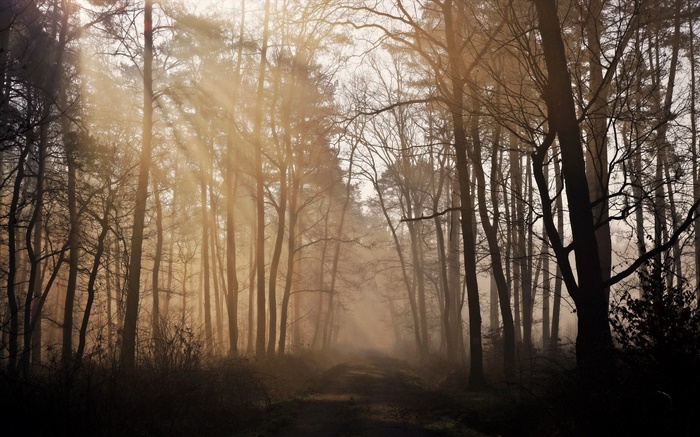 早晨，森林，樹木，道路，霧 桌布 圖片