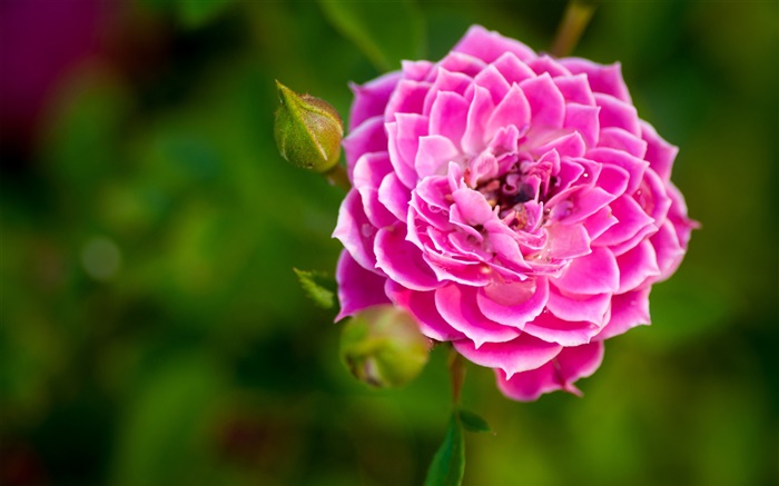 粉紅色的玫瑰花特寫，芽，背景虛化 桌布 圖片