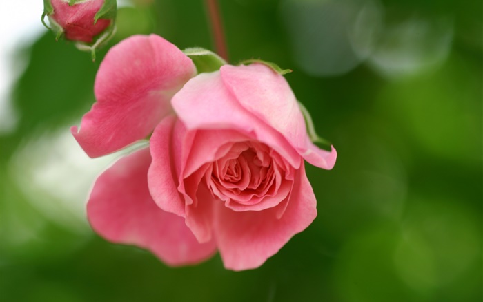 粉紅色的玫瑰花朵，花瓣，花蕾 桌布 圖片
