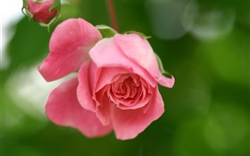 粉紅色的玫瑰花朵，花瓣，花蕾 高清桌布