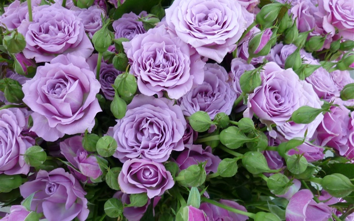 紫色的玫瑰，花，芽 桌布 圖片