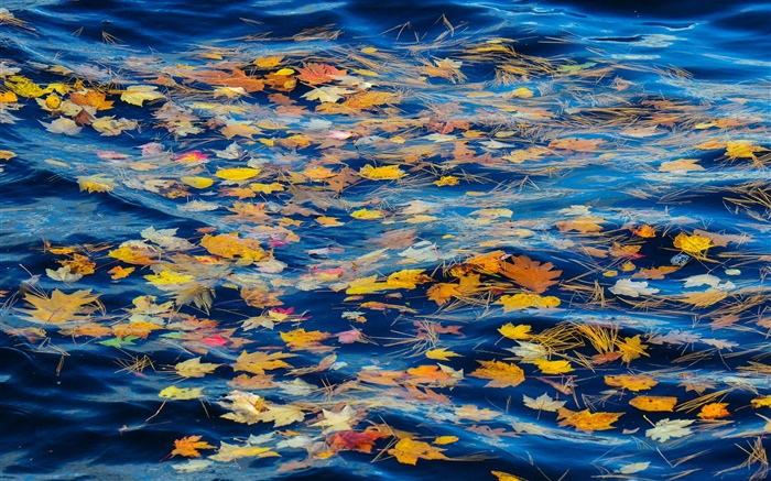 河，水，黃色的葉子，秋天 桌布 圖片