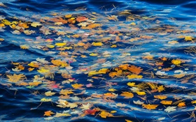 河，水，黃色的葉子，秋天