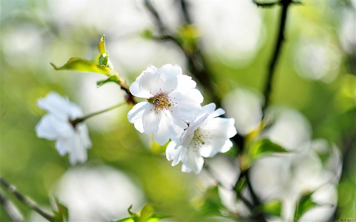 春天，白色的花，櫻桃，模糊背景 桌布 圖片