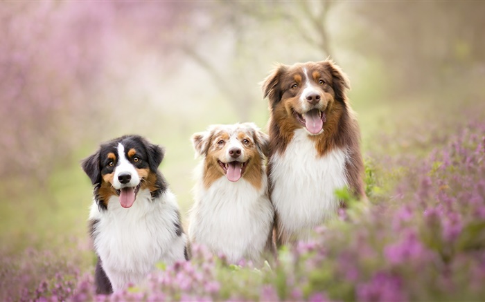 三隻狗，鮮花 桌布 圖片