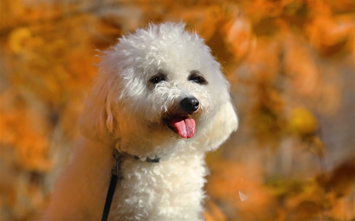 白色的貴賓犬，可愛的小狗 桌布 圖片