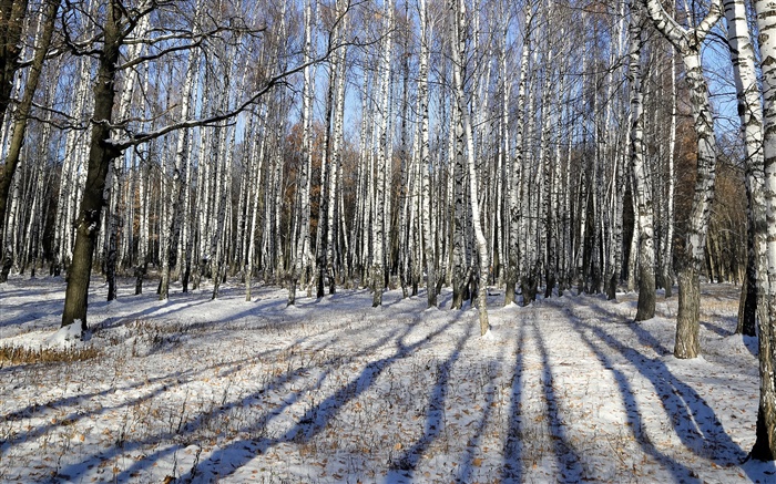 冬季，樺木，樹木，雪 桌布 圖片