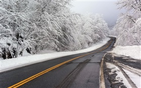 冬天，雪，道路，樹木，白 高清桌布