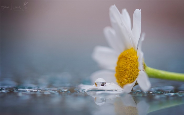 白洋甘菊花，露水，水滴 桌布 圖片