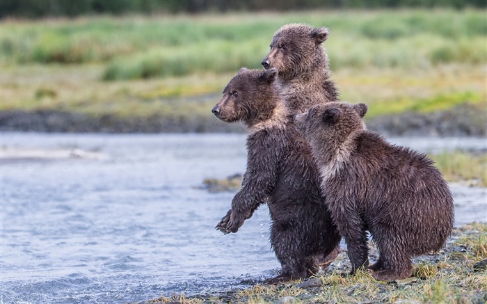 阿拉斯加卡特邁國家公園，三只熊，幼崽，湖 桌布 圖片
