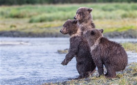 阿拉斯加卡特邁國家公園，三只熊，幼崽，湖 高清桌布