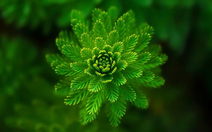 藻類植物特寫，草，綠色，背景虛化 桌布 圖片
