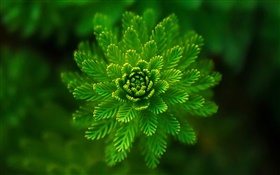 藻類植物特寫，草，綠色，背景虛化 高清桌布