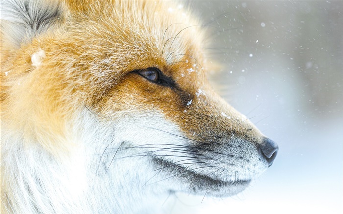 動物狐狸特寫，面部，冬天 桌布 圖片
