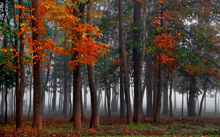 秋季，森林，樹木，霧，早晨 桌布 圖片