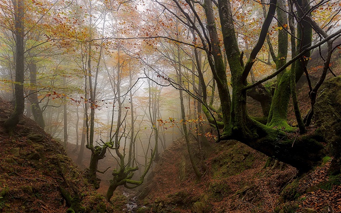 巴斯克地區，西班牙，樹，霧，秋，晨起 桌布 圖片