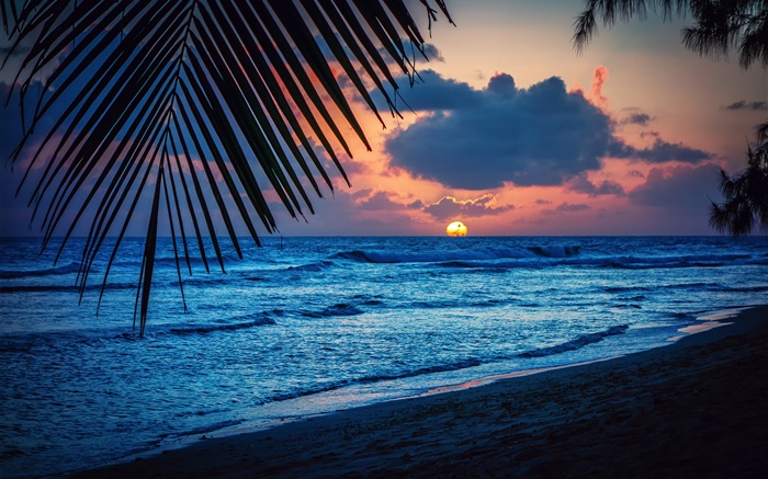海灘，傍晚，晚霞，雲海，葉，加勒比海 桌布 圖片