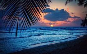 海灘，傍晚，晚霞，雲海，葉，加勒比海