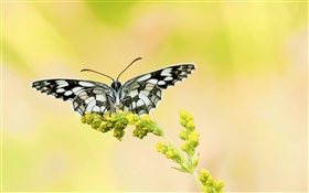 黑白色的蝴蝶，黃色的花 高清桌布