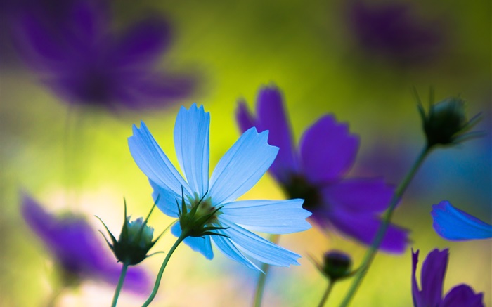 藍色和紫色的花，夏天，模糊 桌布 圖片