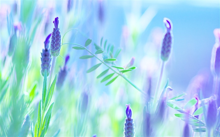 藍花，紫羅蘭，夏天，模糊背景 桌布 圖片