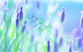 藍花，紫羅蘭，夏天，模糊背景 高清桌布