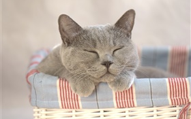 貓睡覺，家 高清桌布