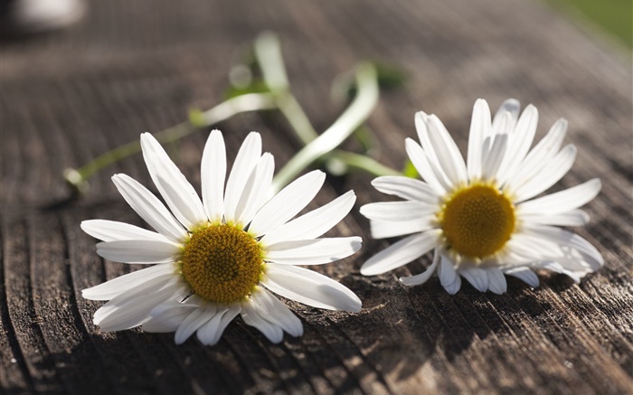 洋甘菊，白色的花朵，木板 桌布 圖片