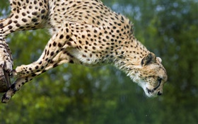 獵豹跳躍，大貓 高清桌布