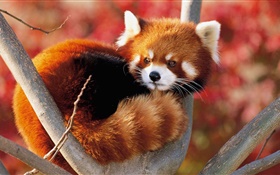 可愛的動物在樹上，小熊貓 高清桌布