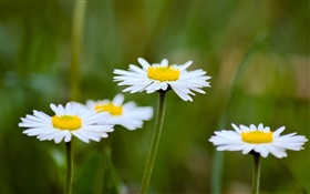 雛菊，白色的花朵，模糊背景