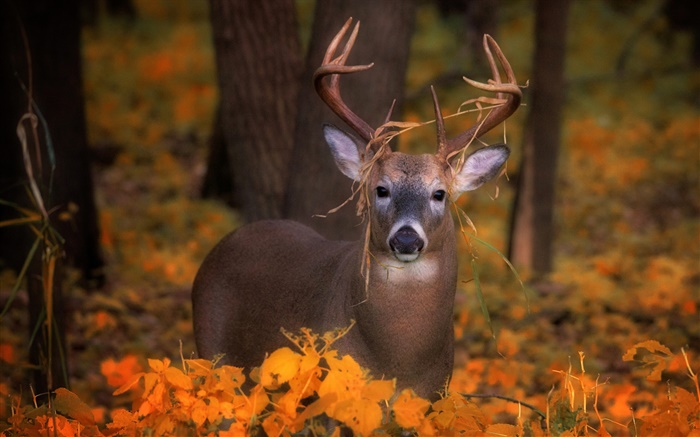 鹿在秋天，黃葉 桌布 圖片