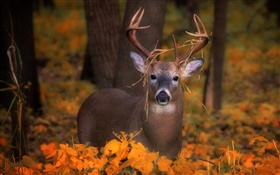 鹿在秋天，黃葉 高清桌布