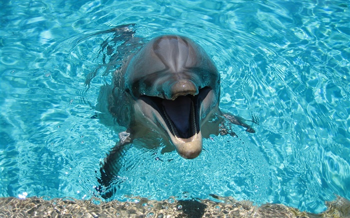 海豚在水中，快樂 桌布 圖片