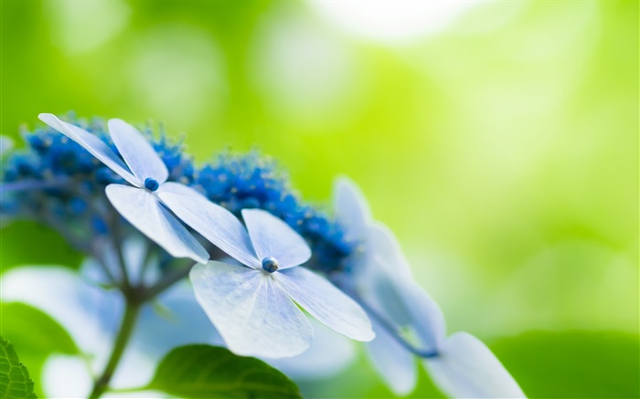 四片花瓣，藍花，背景虛化 桌布 圖片