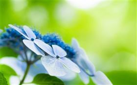 四片花瓣，藍花，背景虛化 高清桌布