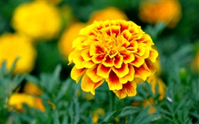 花園，黃色花瓣的花朵 高清桌布