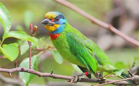 綠色羽毛，鸚鵡，鳥