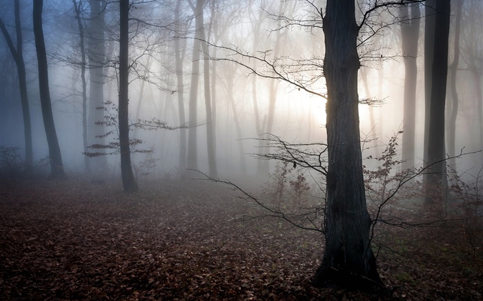 匈牙利，森林，霧，黃昏，秋 桌布 圖片