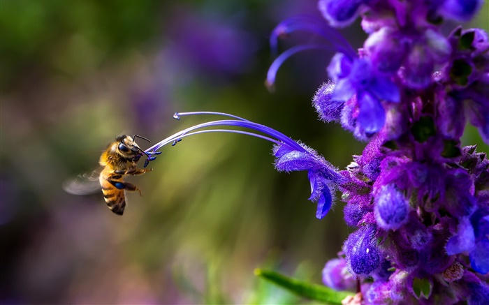 昆蟲，蜜蜂，藍色的花 桌布 圖片