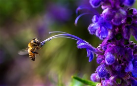 昆蟲，蜜蜂，藍色的花